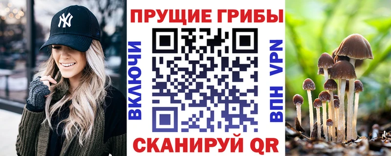 дарнет шоп  Вичуга  Галлюциногенные грибы Cubensis 